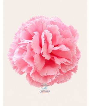 Clavel Pequeño Rosa