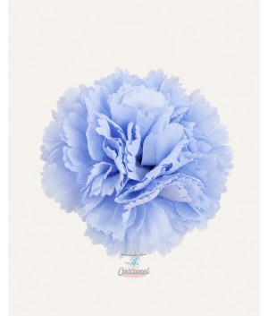 Clavel Pequeño Celeste