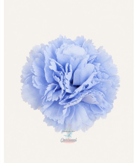 Clavel Pequeño Celeste