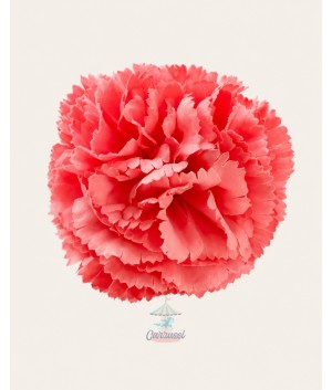 Clavel Pequeño Coral