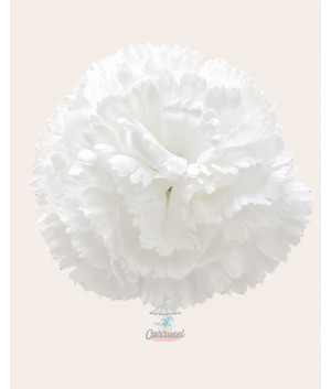 Clavel Pequeño Blanco