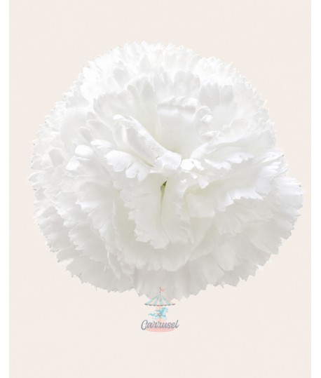 Clavel Pequeño Blanco