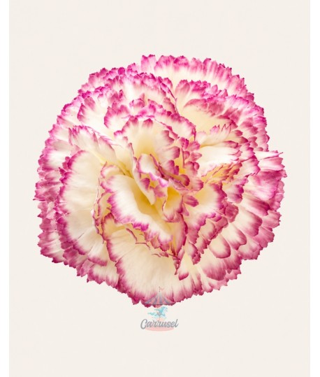 Clavel Pequeño Mix Buganvilla