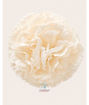 Clavel Pequeño Beige