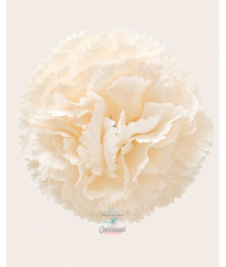 Clavel Pequeño Beige