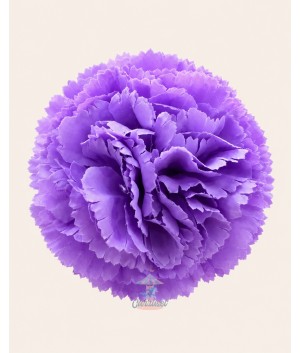 Clavel Pequeño Malva
