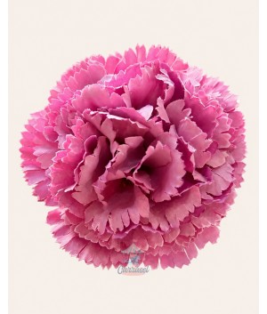 Clavel Pequeño Iris