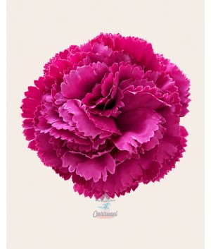 Clavel Pequeño Buganvilla