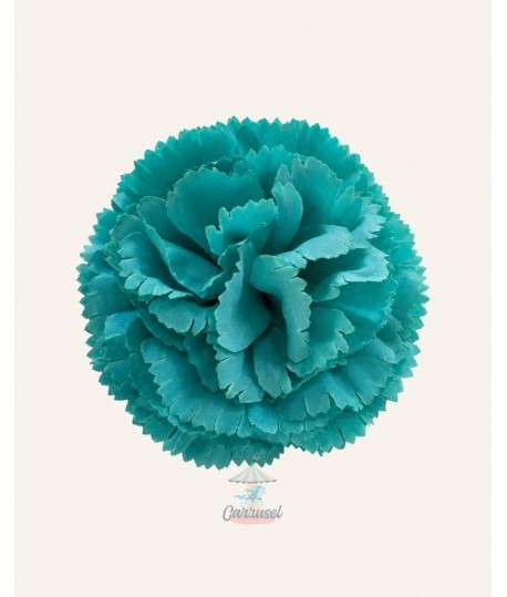 Clavel Pequeño Verde Piscina