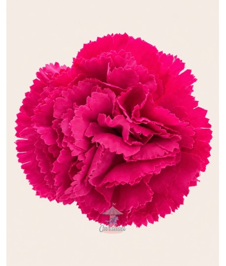 Clavel Pequeño Fucsia