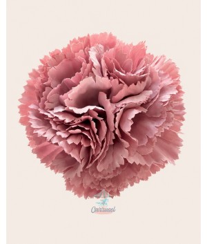 Clavel Pequeño Rosa Maquillaje