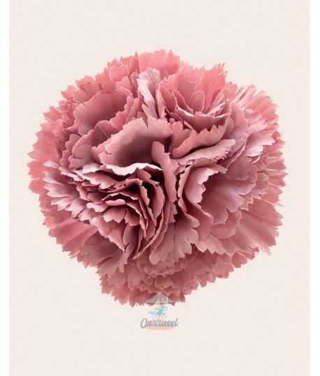 Clavel Pequeño Rosa Maquillaje