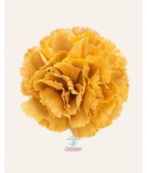 Clavel Pequeño Mostaza