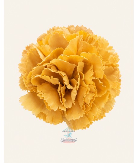 Clavel Pequeño Mostaza