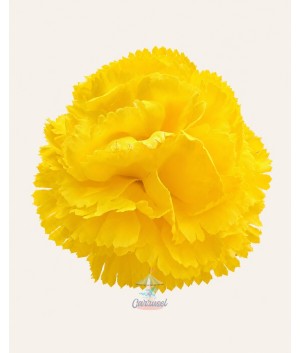 Clavel Pequeño Amarillo