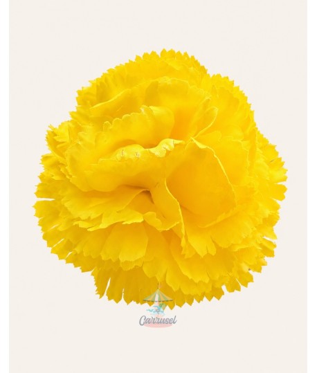 Clavel Pequeño Amarillo