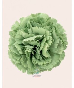 Clavel Pequeño Liquen