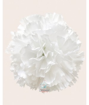 Clavel Pico Pato Blanco