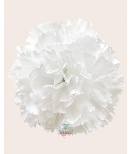 Clavel Pico Pato Blanco