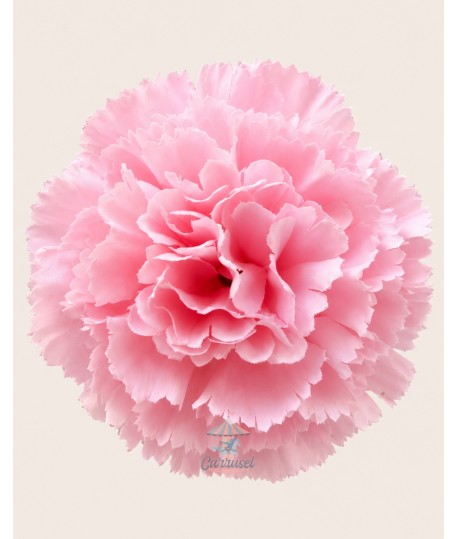 Clavel Pico Pato Rosa