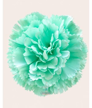 Clavel Pico Pato Verde Agua