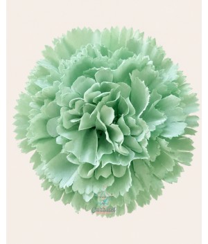 Clavel Pico Pato Jade