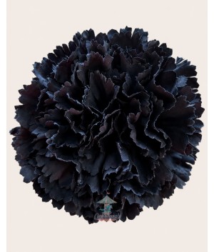 Clavel Grande Negro