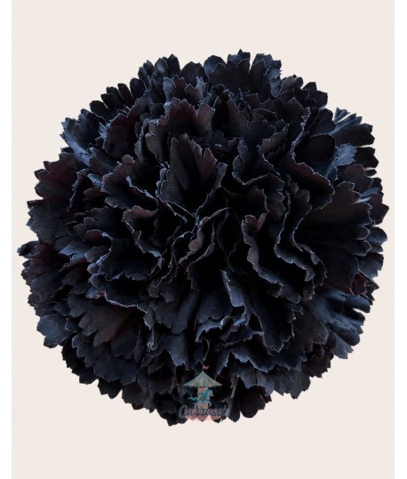 Clavel Grande Negro