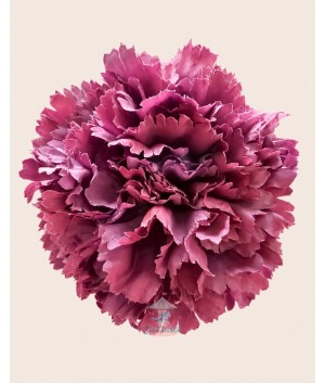 Clavel Grande Iris