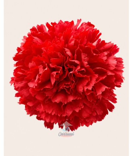 Clavel Grande Coral