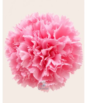 Clavel Grande Rosa