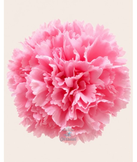Clavel Grande Rosa