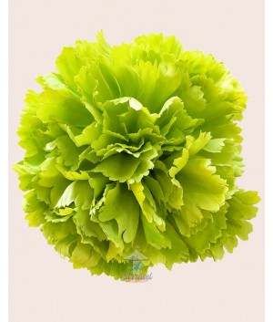 Clavel Grande Verde Limón