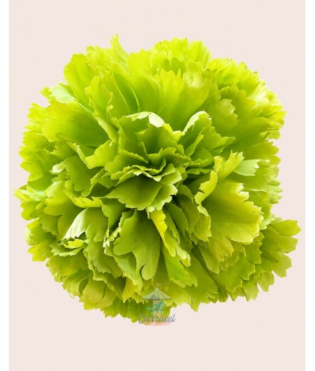 Clavel Grande Verde Limón