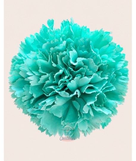 Clavel Grande Verde Agua
